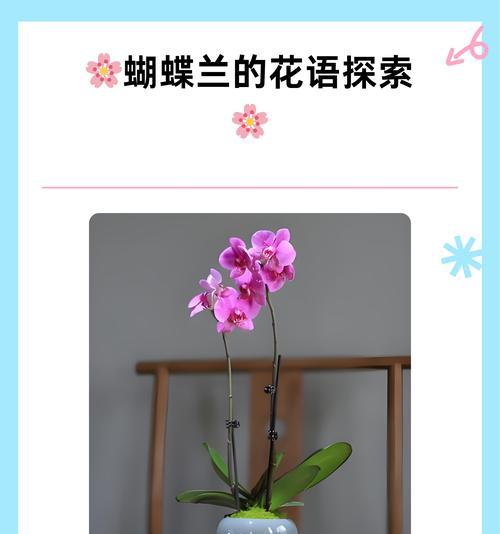 春节送什么花象征友谊？