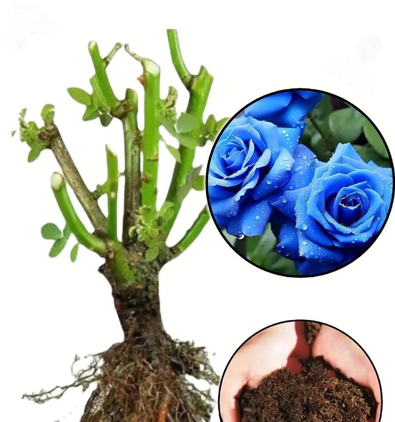蓝玫瑰的浪漫花语是什么？