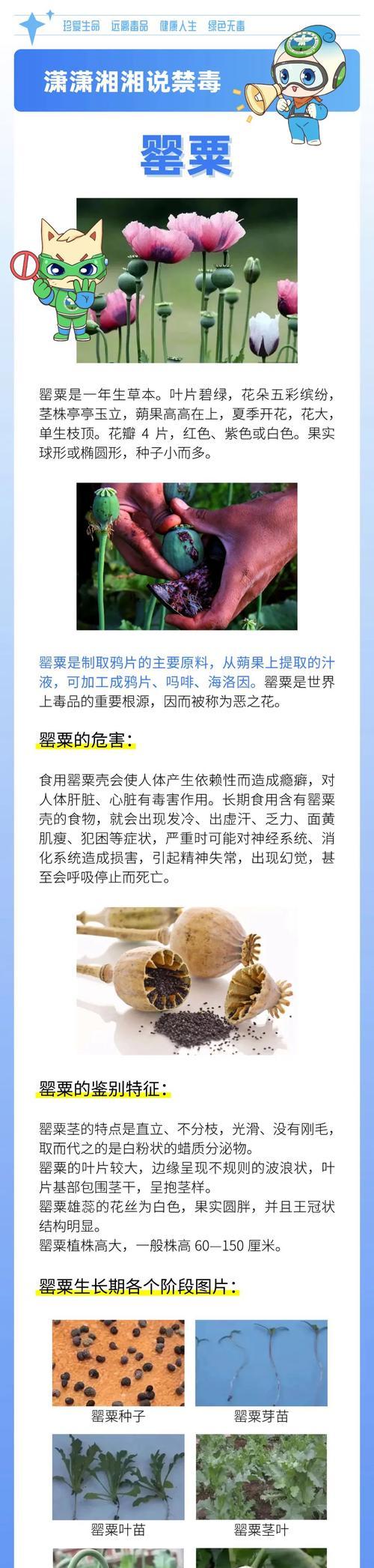 白色罂粟花的花语和象征意义是什么？