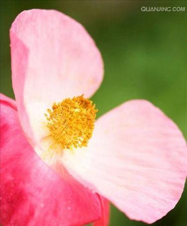 白色罂粟花的花语和象征意义是什么？