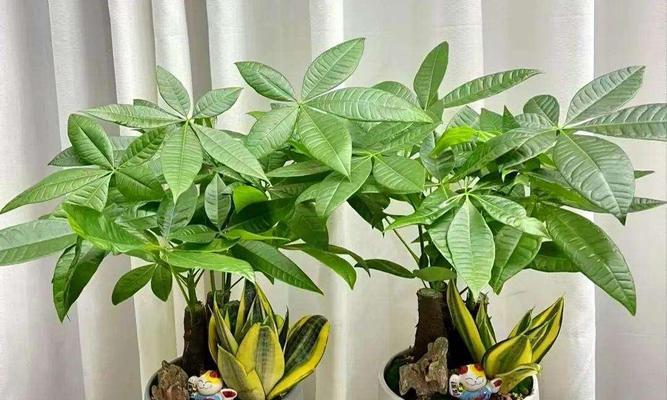 室内盆栽寓意吉祥的花有哪些？