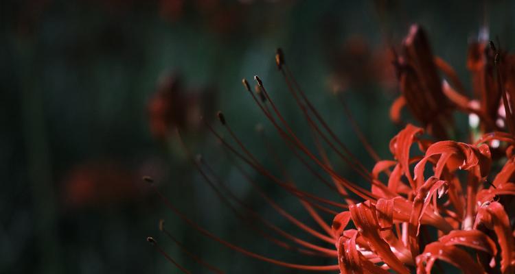 哪种花象征爱情忠坚？爱情忠坚的花有哪些？