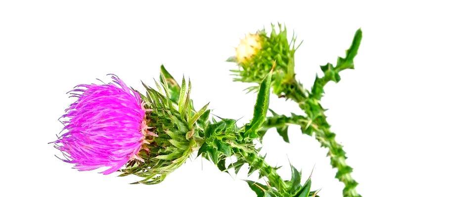 白色蓟花代表什么？白色蓟花的花语和寓意有哪些？