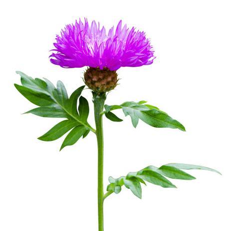 白色蓟花代表什么？白色蓟花的花语和寓意有哪些？