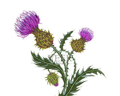 白色蓟花代表什么？白色蓟花的花语和寓意有哪些？