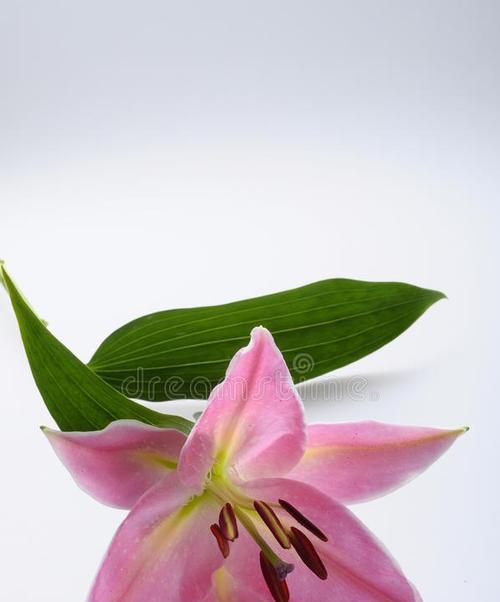 粉色百合花有何特点？粉色百合花的意义是什么？