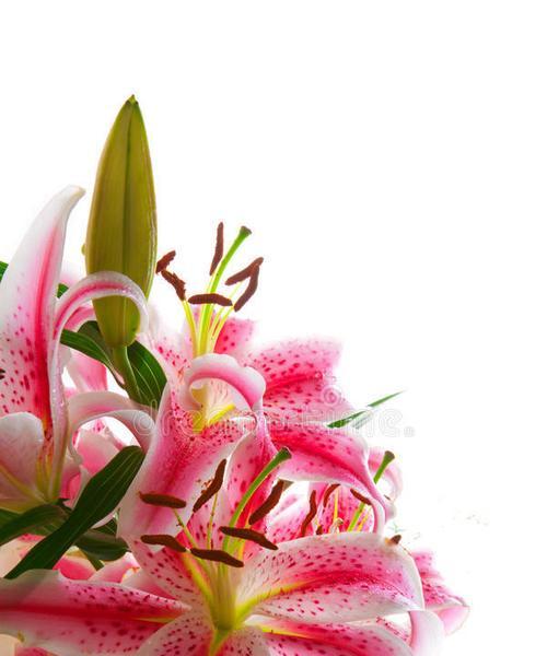 粉色百合花有何特点？粉色百合花的意义是什么？