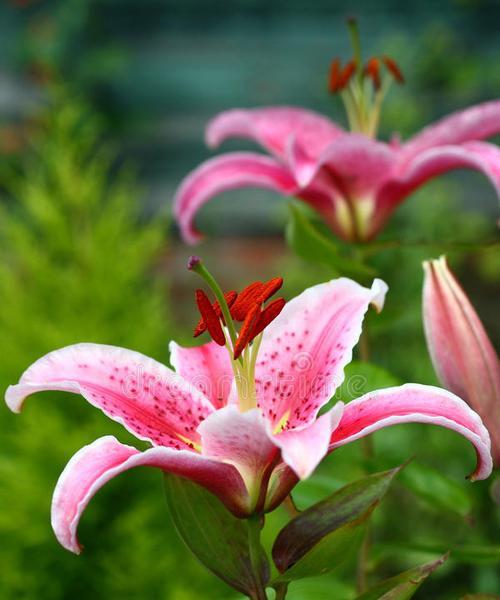 粉色百合花有何特点？粉色百合花的意义是什么？