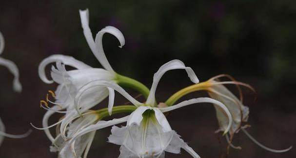 白金色曼陀罗花语是什么？它有何特别的含义？