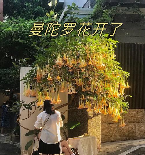 白金色曼陀罗花语是什么？它有何特别的含义？