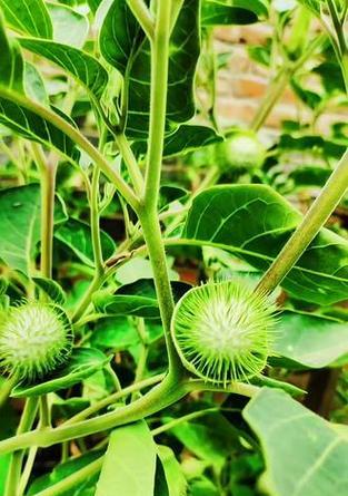 白金色曼陀罗花语是什么？它有何特别的含义？