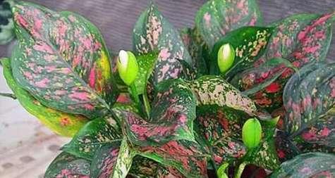 绿色喷绘花束的花语是什么？