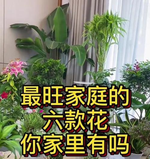 家庭幸福的花有哪些？如何选择寓意家庭幸福的花？