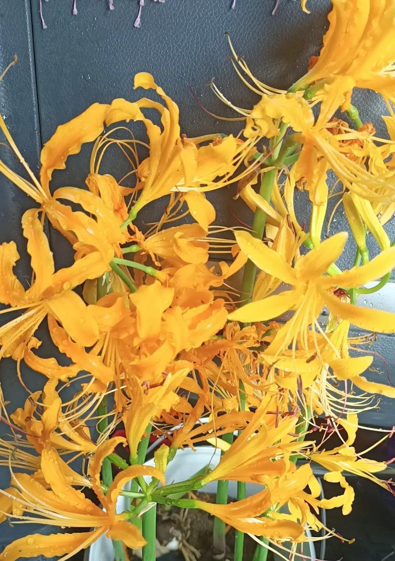 橘黄色的花象征着什么？橘黄色花语有哪些？