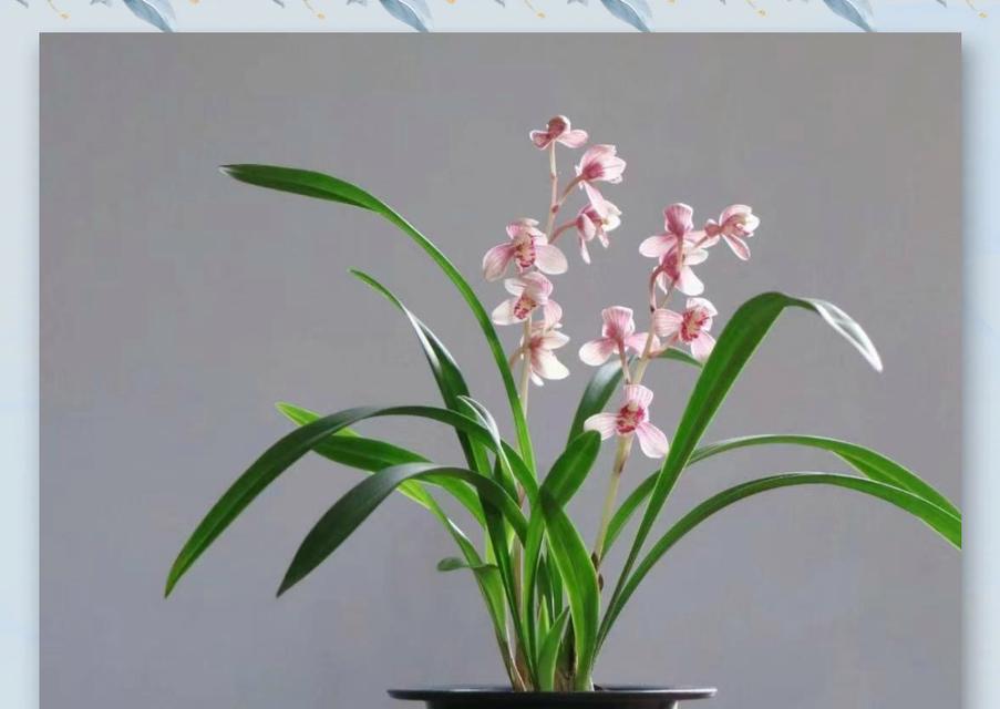 哪种花寓意富贵和步步高升？它象征着什么？