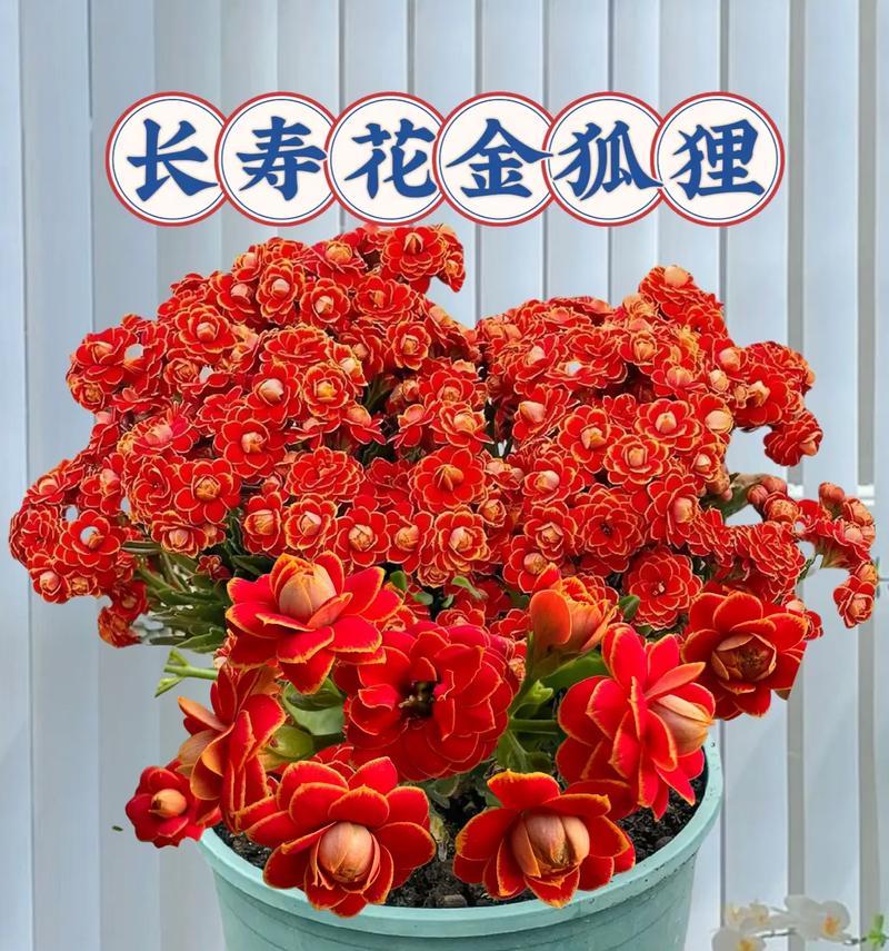 长寿花的意义是什么？长寿花的花语含义是什么？