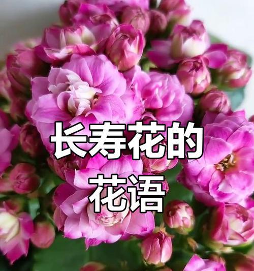 长寿花的意义是什么？长寿花的花语含义是什么？