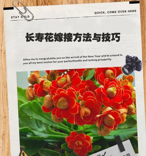 长寿花象征什么？长寿花的含义是什么？
