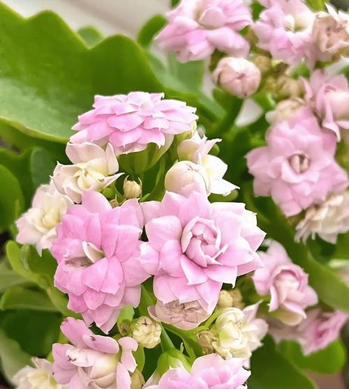 长寿花象征什么？长寿花的含义是什么？