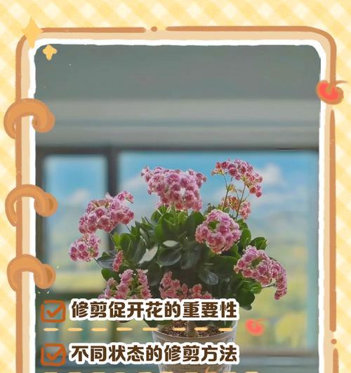 长寿花象征什么？长寿花的含义是什么？