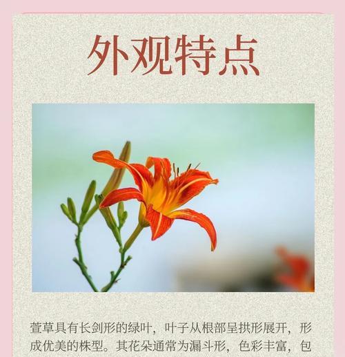 绿花萱草在文化中承载了哪些意义？