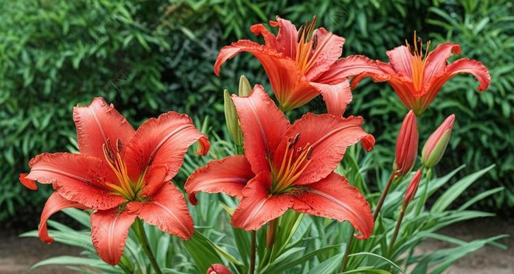 红色百合花象征什么？在不同场合下代表的意义有何不同？
