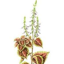 紫苏花的文化象征是什么？