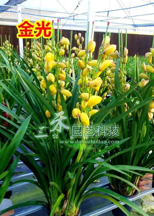 黄色的花通常代表什么？