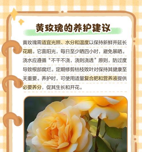 黄色的花通常代表什么？