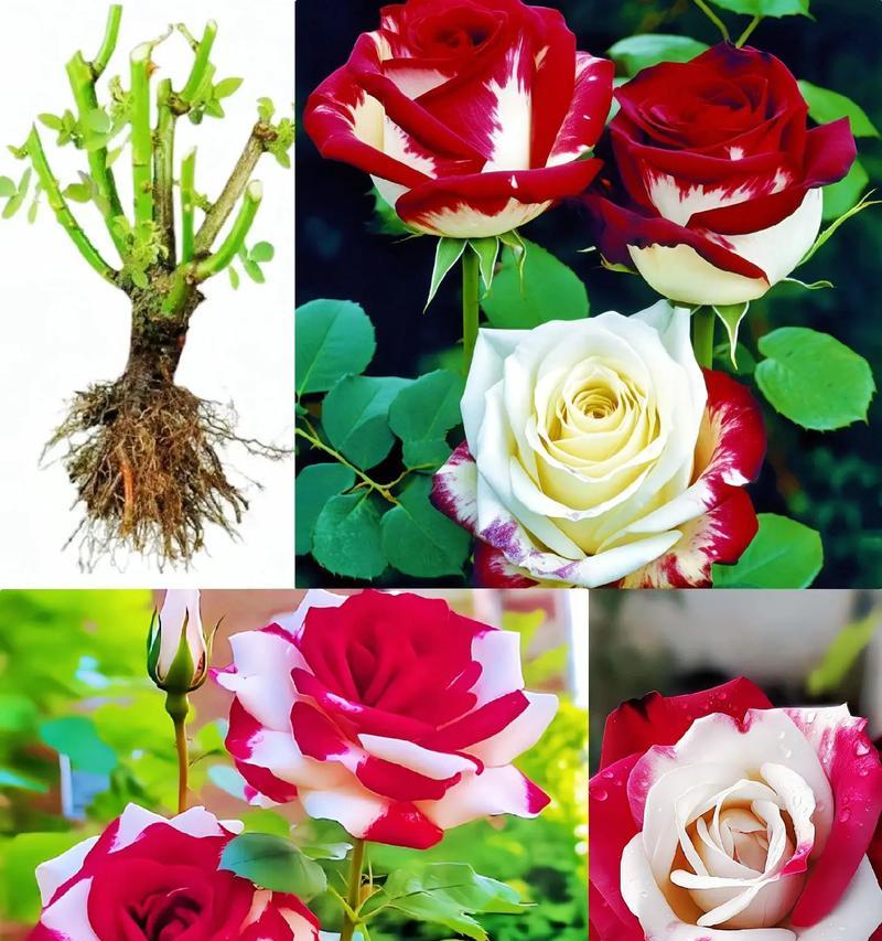 外国老人送玫瑰花给夫妻代表什么？玫瑰花的寓意是什么？