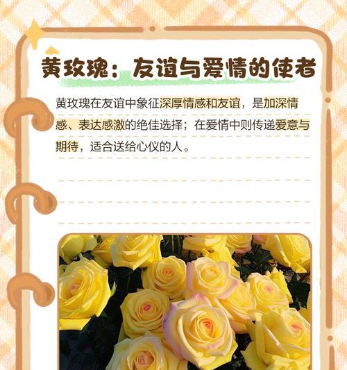 外国老人送玫瑰花给夫妻代表什么？玫瑰花的寓意是什么？