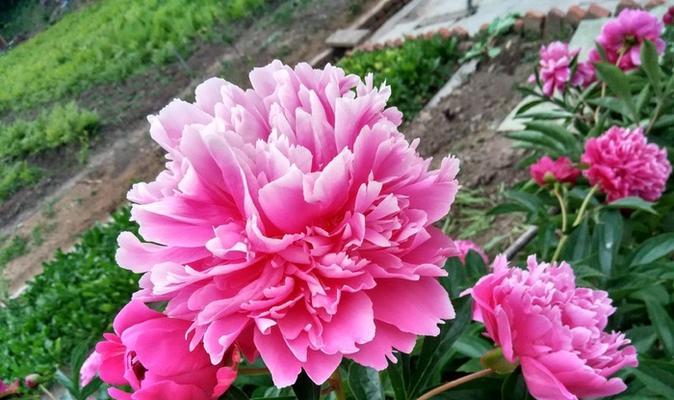 粉色牡丹花代表了什么意义？
