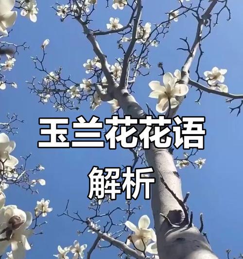 哪种花象征快乐和友谊？快乐友谊的花语是什么？