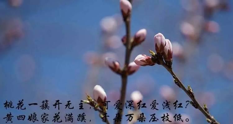 桃花的花语是什么？桃花为何象征长寿？