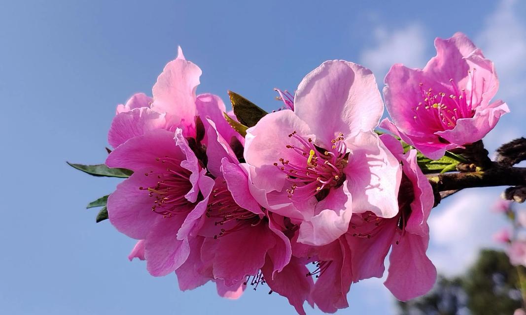 桃花的花语是什么？桃花为何象征长寿？