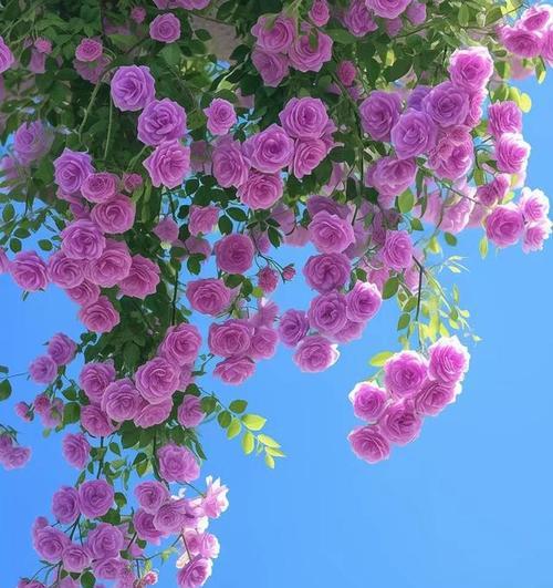 多色蔷薇花代表什么？一颗多色蔷薇花的寓意是什么？