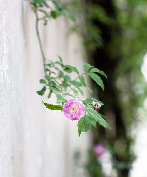 多色蔷薇花代表什么？一颗多色蔷薇花的寓意是什么？
