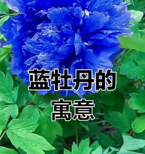 蓝色花有哪些特殊寓意？它们在花语中代表什么？