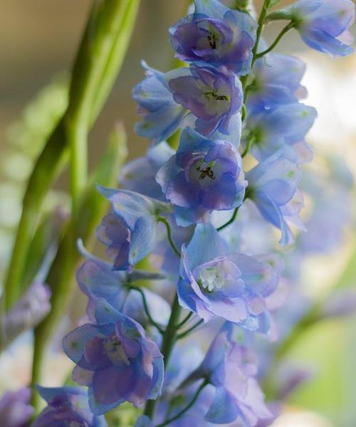 蓝色球花的花语是什么？蓝色球花的寓意有哪些？