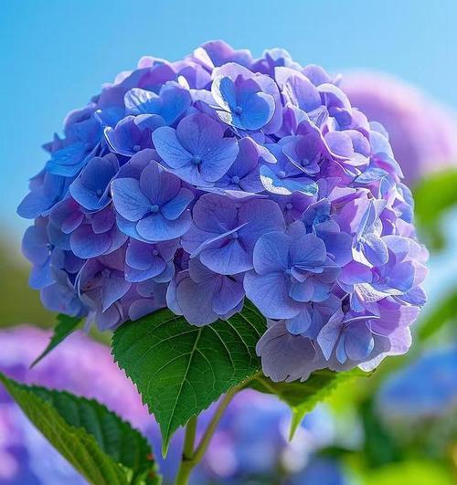 蓝色球花的花语是什么？蓝色球花的寓意有哪些？