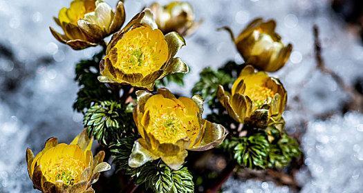 冰凌花的花语是什么？冰凌花寓意传说有哪些？