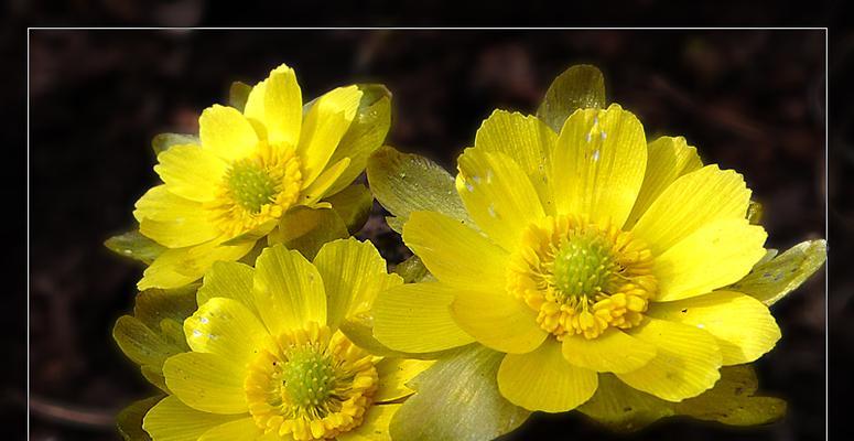 冰凌花的花语是什么？冰凌花寓意传说有哪些？