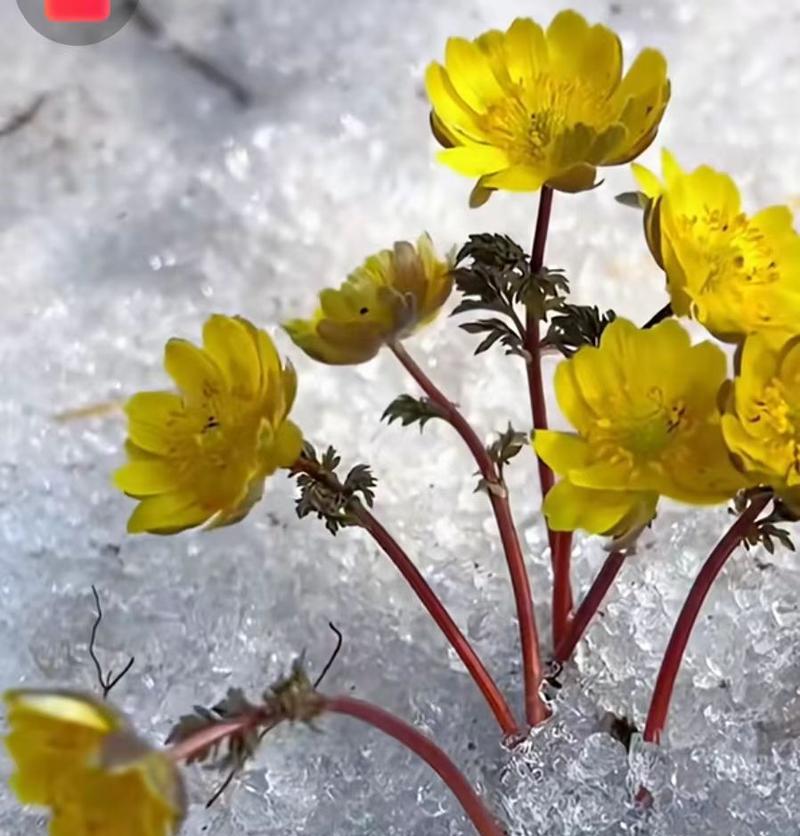 冰凌花的花语是什么？冰凌花寓意传说有哪些？