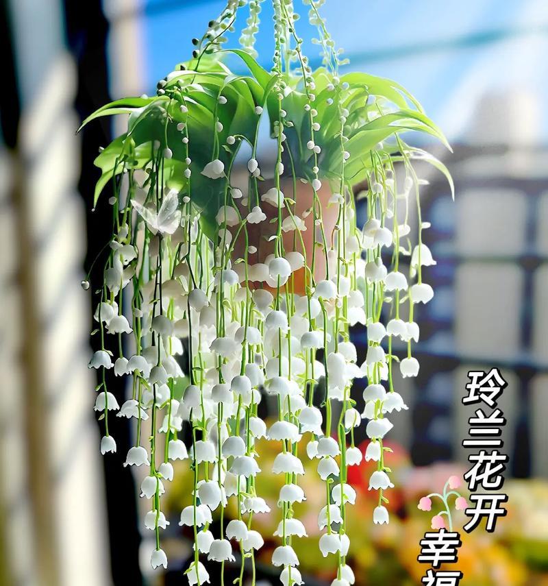 幸福花语有哪些？如何通过花语表达幸福？