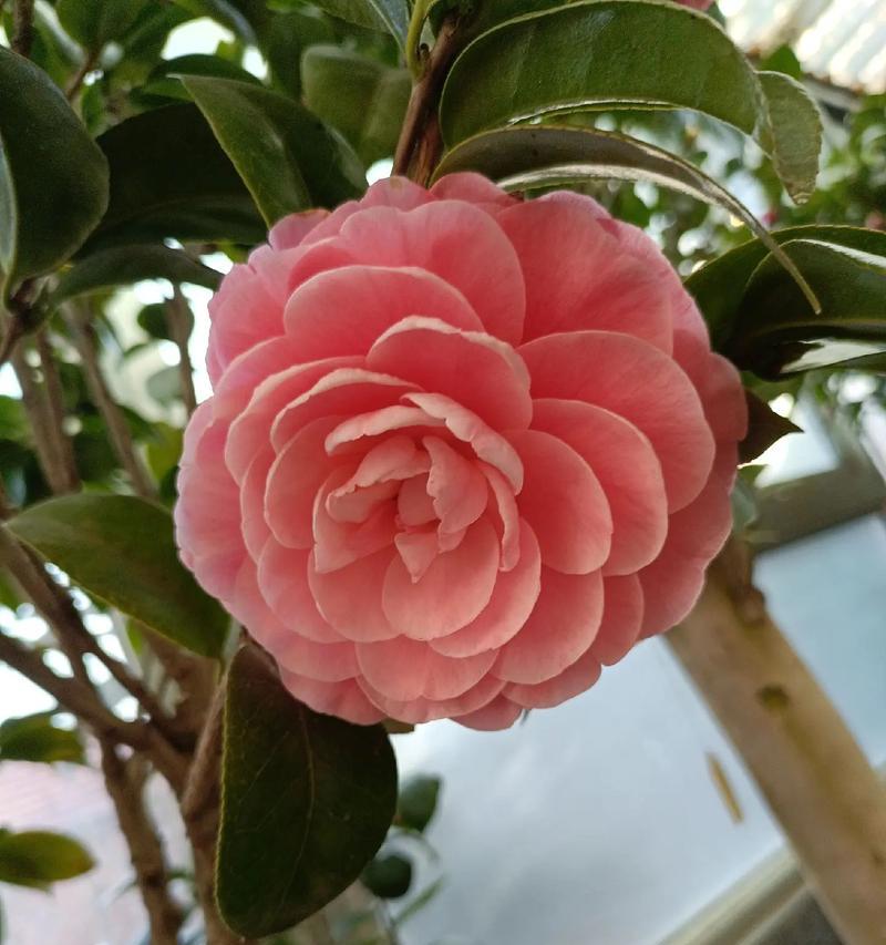 三八节送奶奶花的寓意是什么？如何挑选适合的花卉？