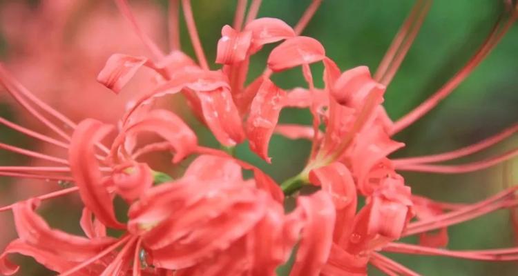 粉色曼陀罗花的寓意是什么？