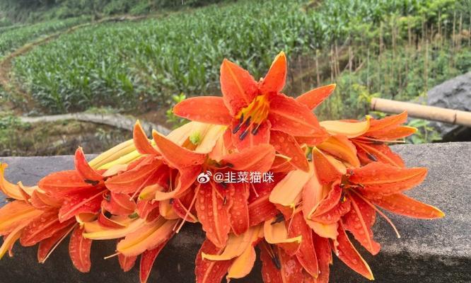 红色萱草花的寓意是什么？它象征着什么？