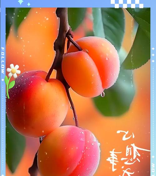 哪些水果和花象征着步步高升？它们的寓意是什么？