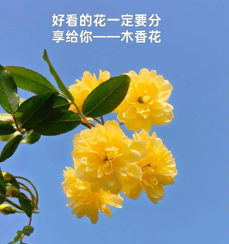 哪种花的花语象征爱情？它代表了什么？