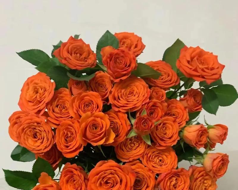 橘色玫瑰花的意义是什么？橘色玫瑰象征着什么？